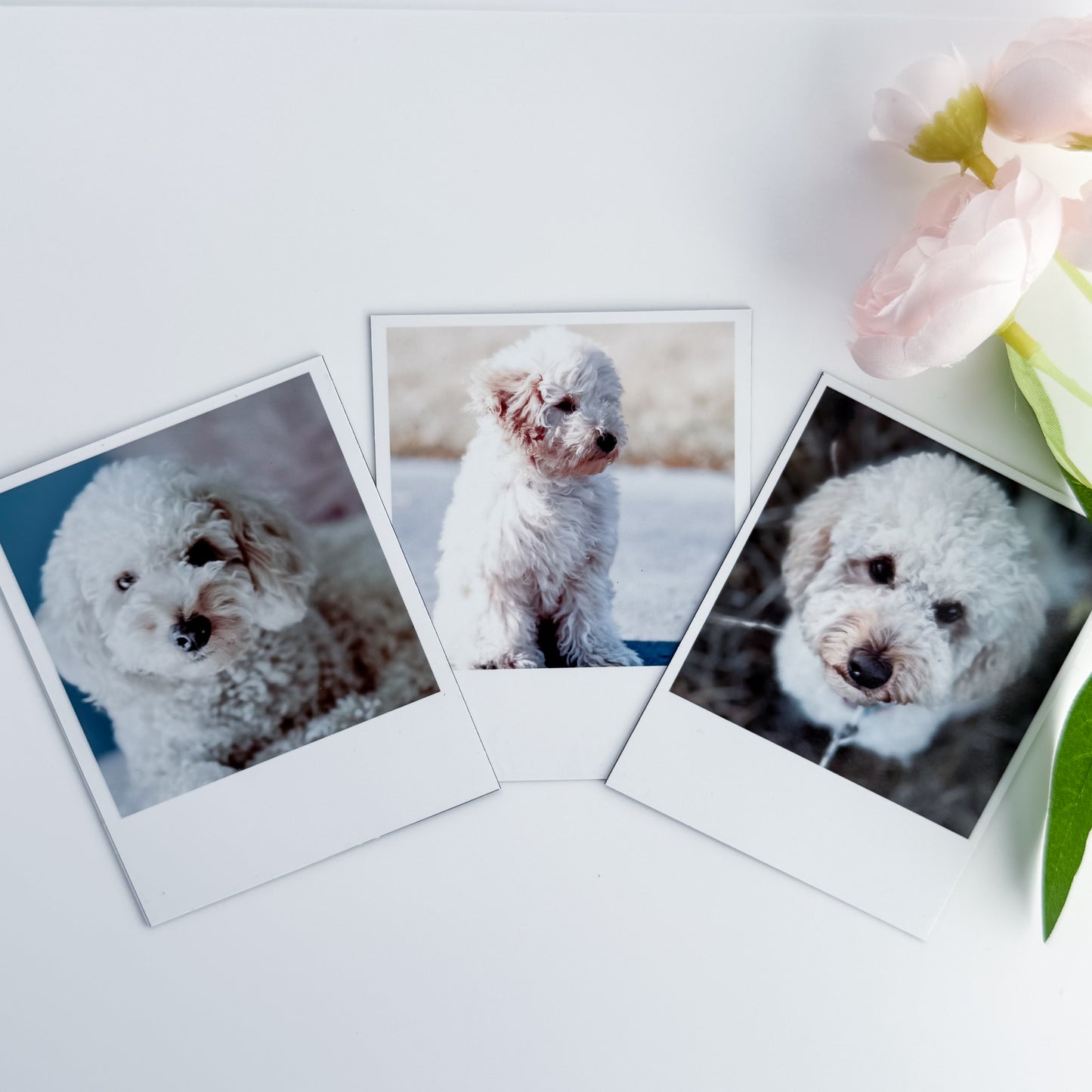Three Polaroid-style photo magnets of a white dog on a white board with flowers.