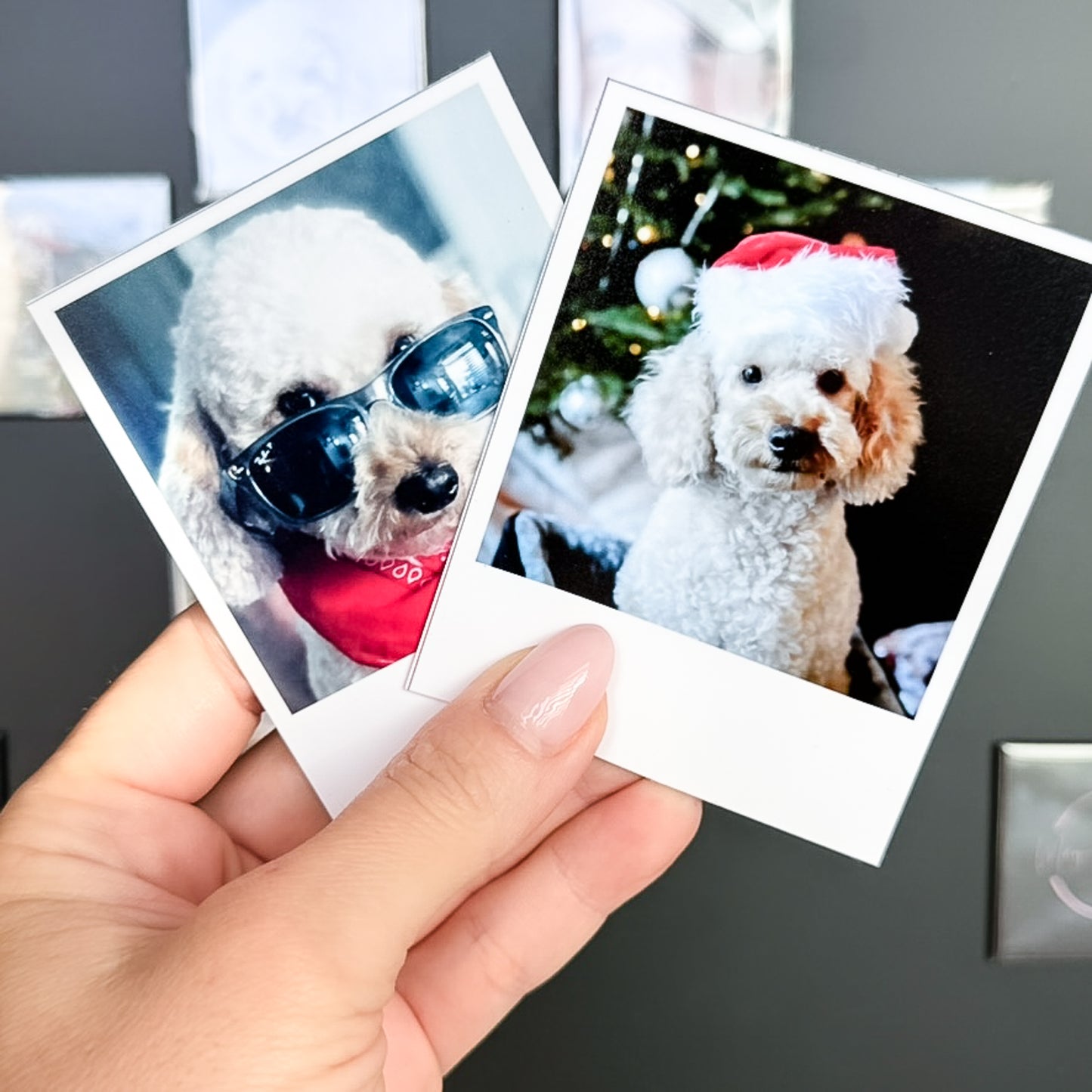 Two Polaroid photo magnets of a dog wearing sunglasses and a Santa hat held by a hand.
