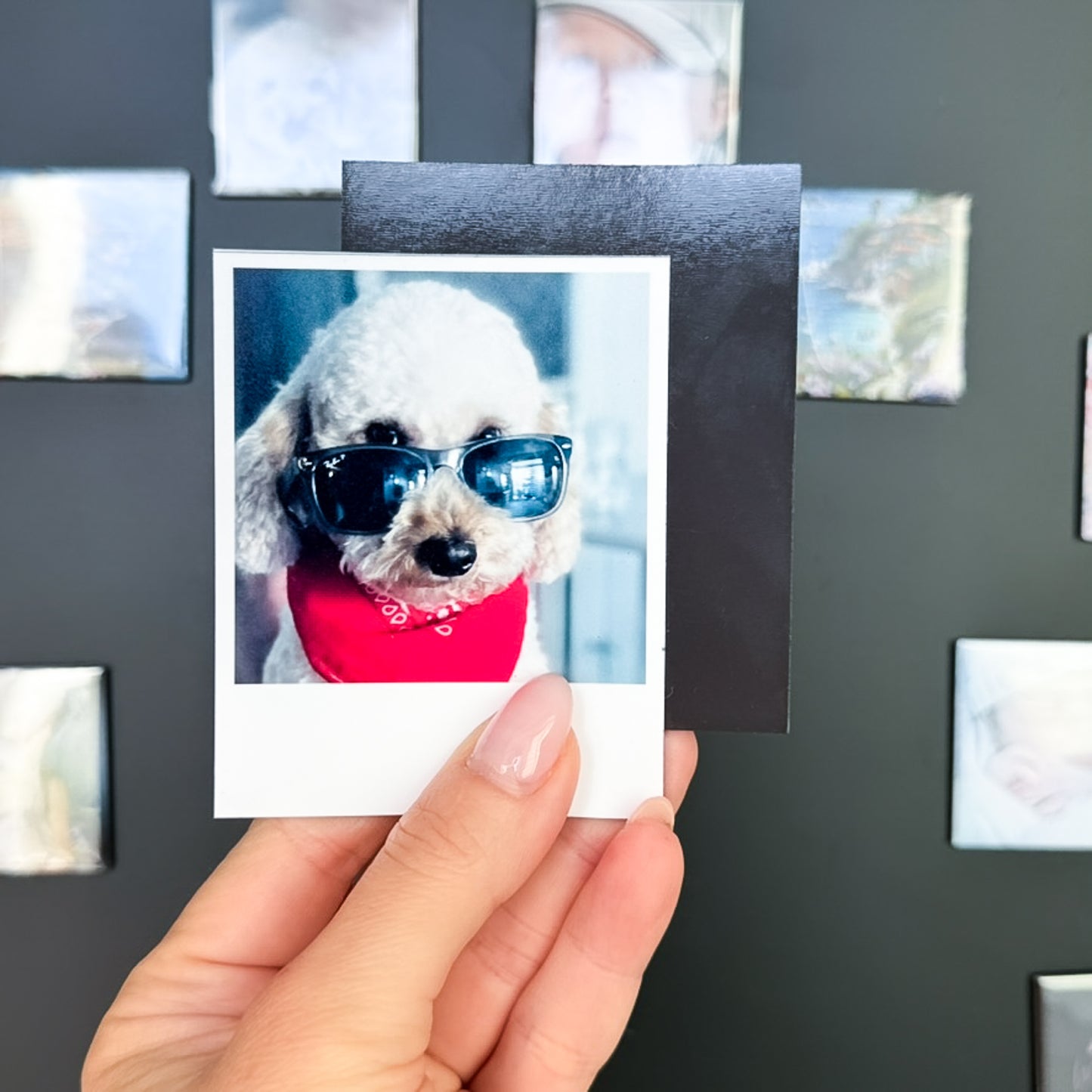 Polaroid photo magnet of a dog wearing sunglasses held against a board with other photo magnets.