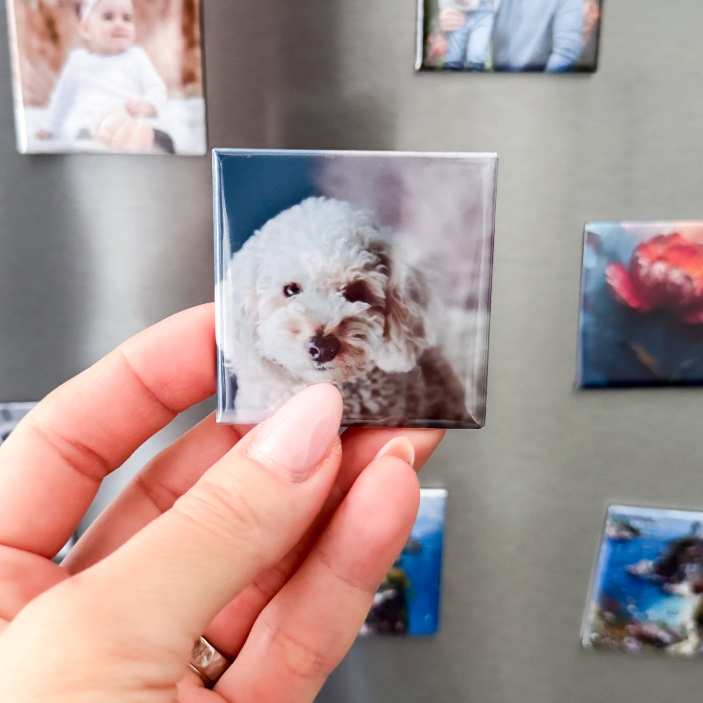 Hand holding a small square photo magnet with a dog's face on it, against a background of other magnets with various images on fridge.