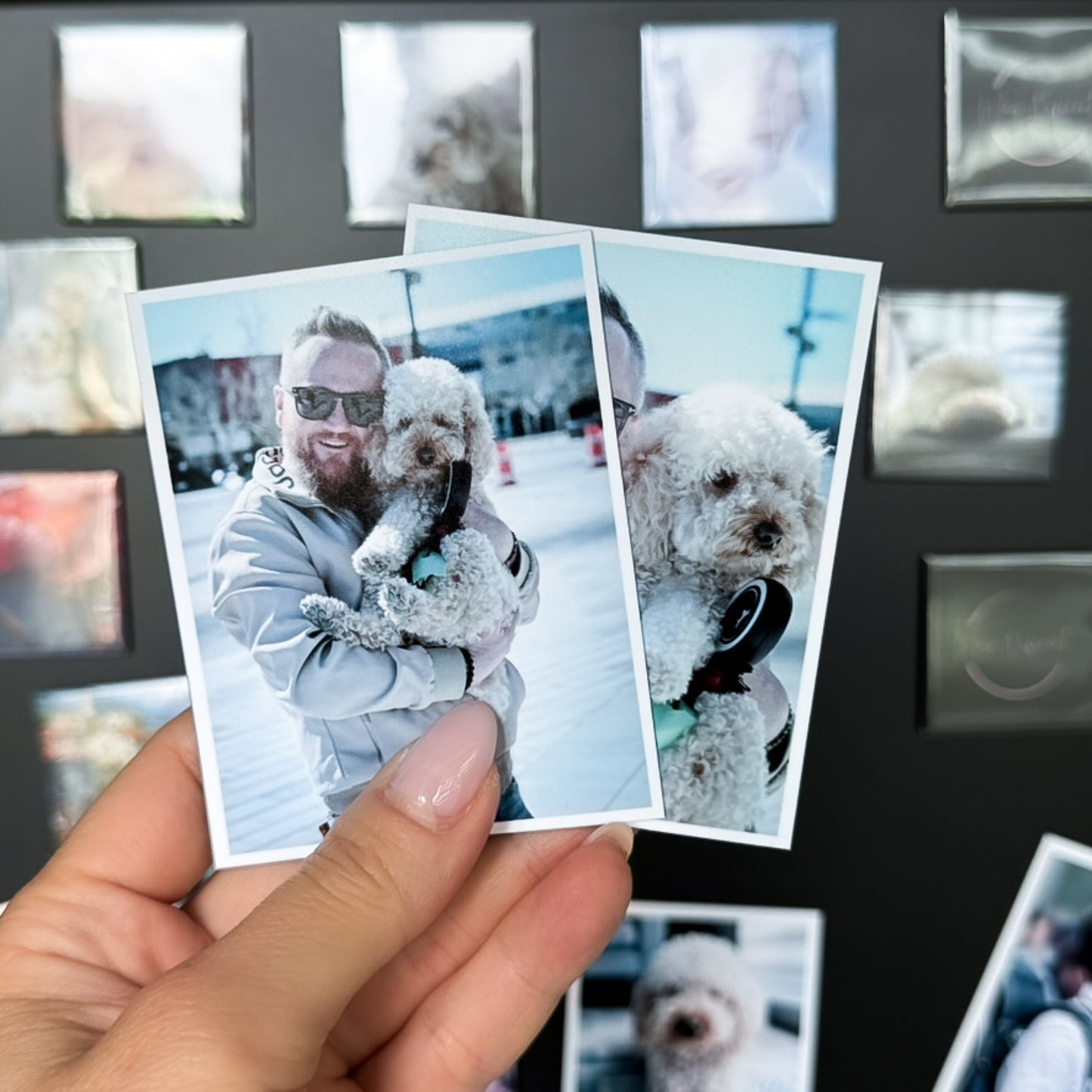 Person holding two medium size photos magnets of a man with a dog against a board of similar photos magnets.