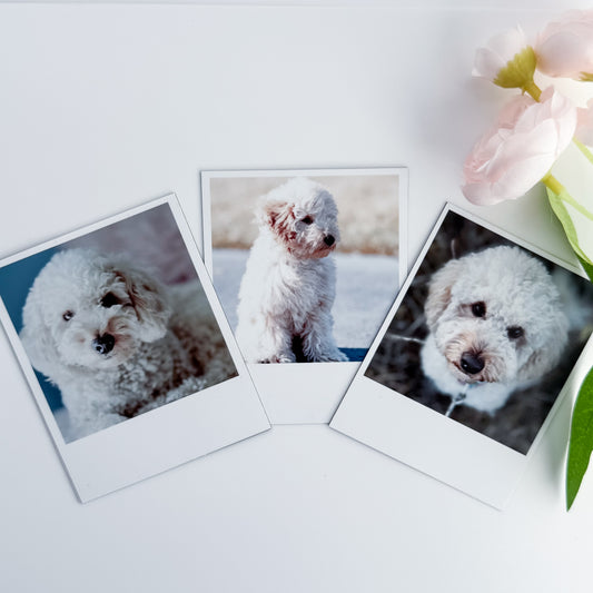 Three Polaroid-style photo magnets  of a white dog on a white board with flowers.