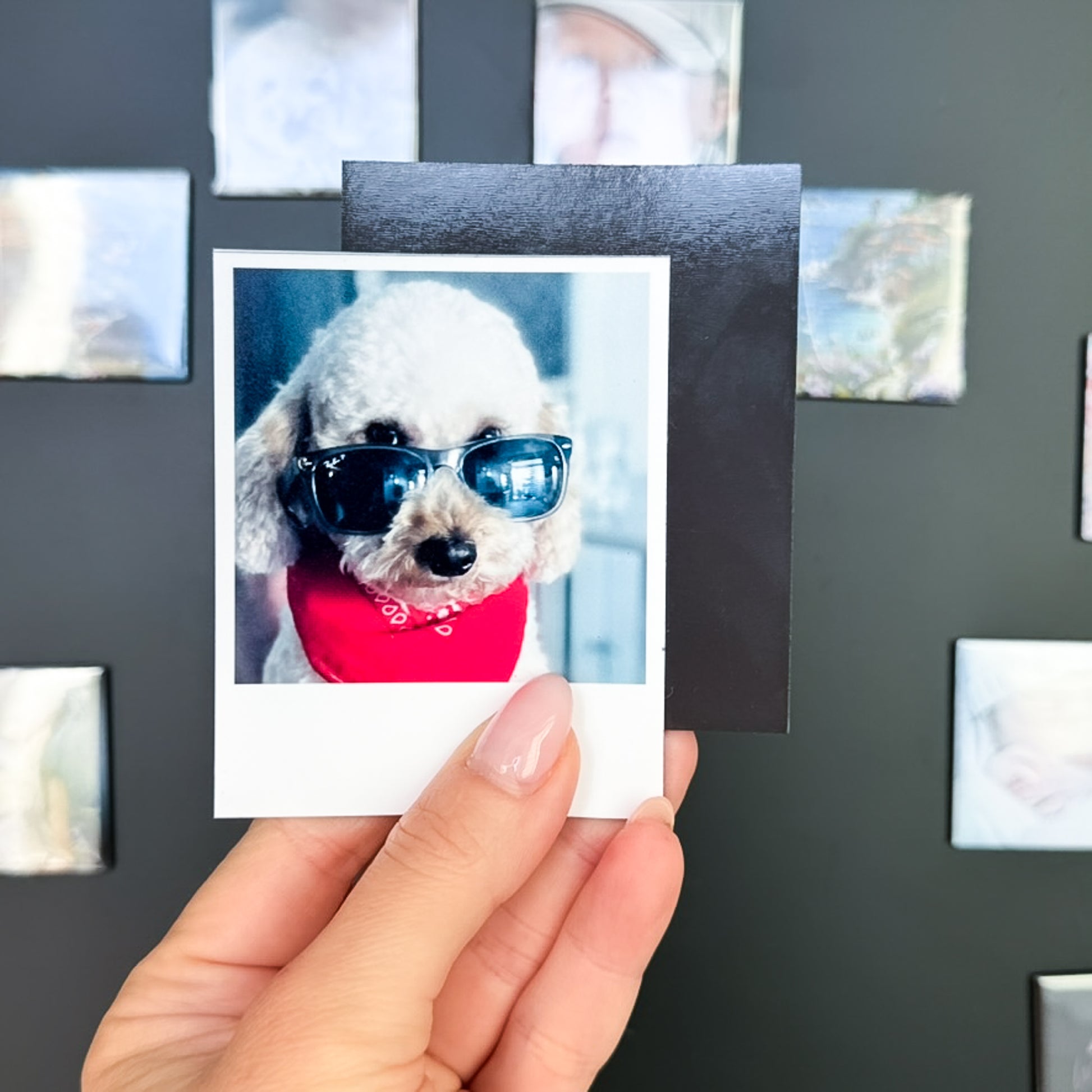 Polaroid photo  magnet of a dog wearing sunglasses held against a board with other photo magnets.
