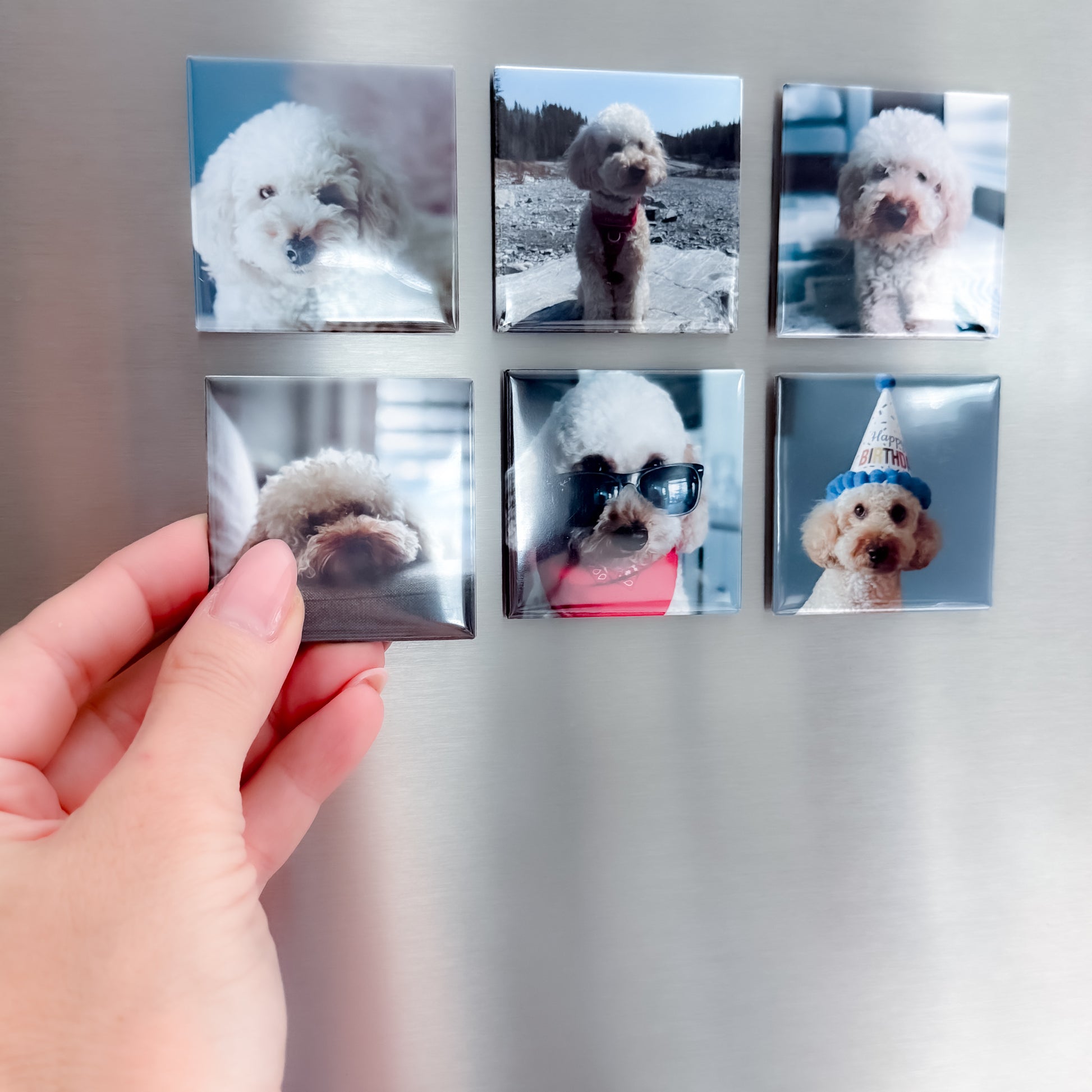 Set of six square photo magnets featuring a dog on a fridge.
