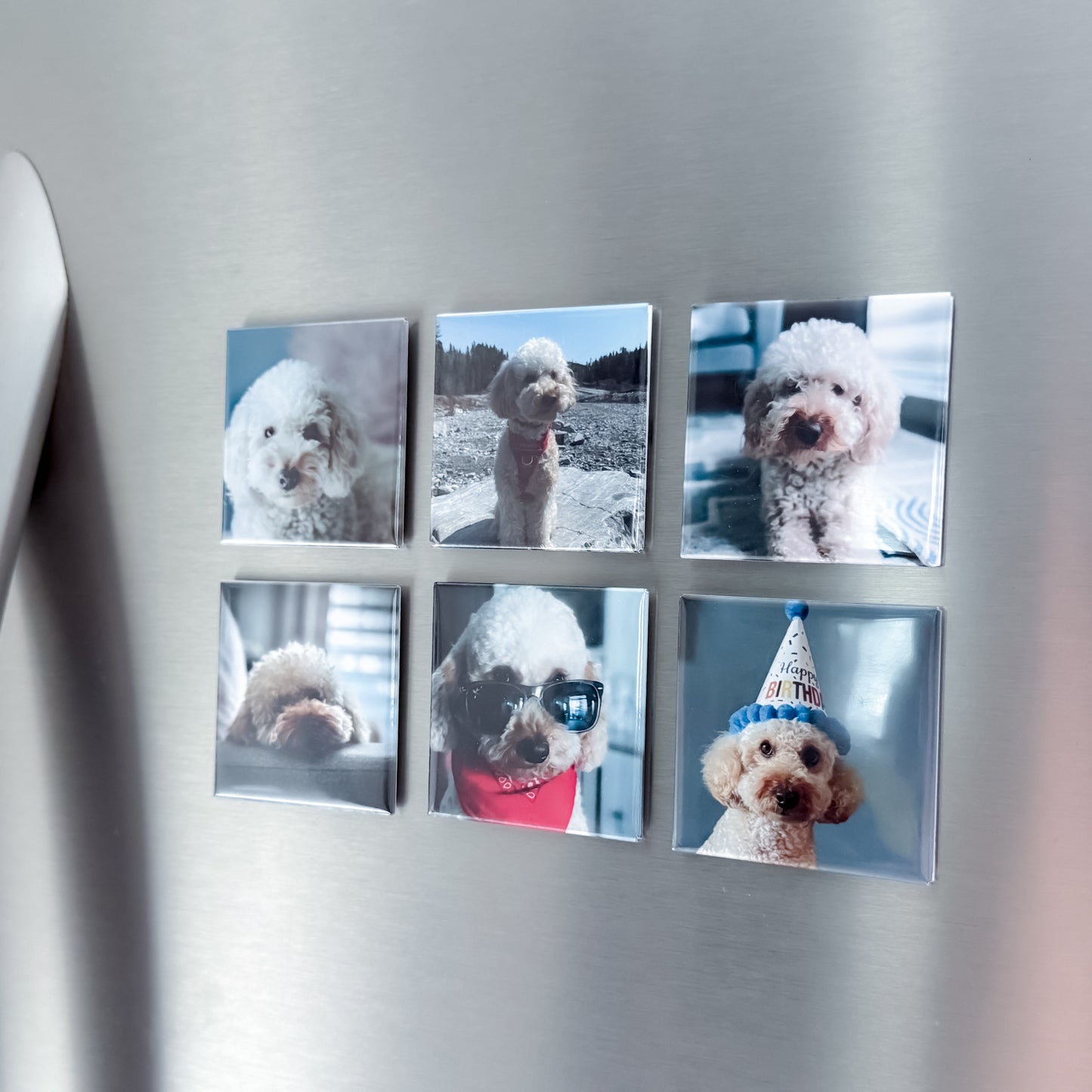 Set of six square  photo magnets on a refrigerator with images of a dog in various poses.